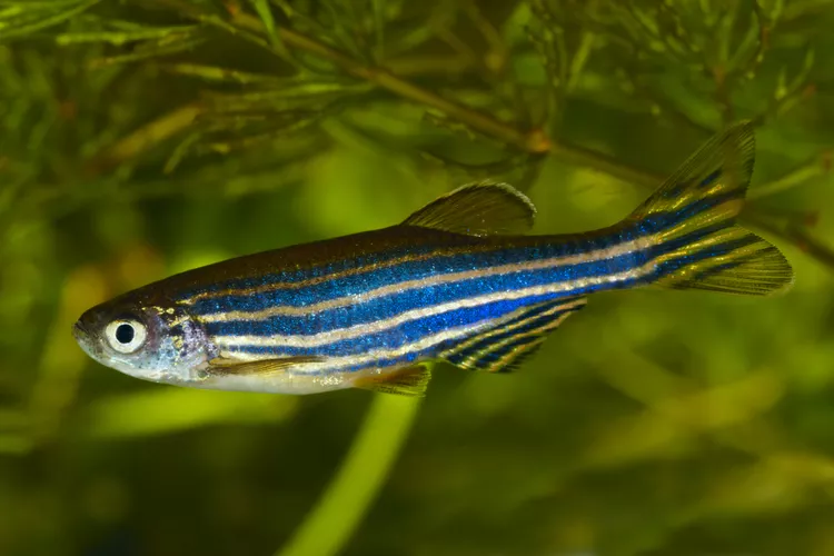 Zebra Danio (Zebrafish)